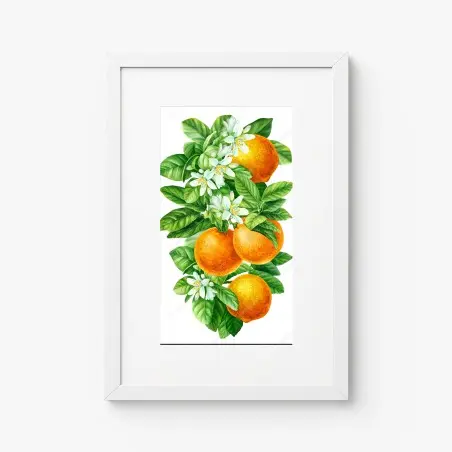 Poster citrus blossoms and ripe oranges • Wallissimo®