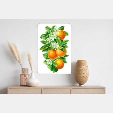 Poster citrus blossoms and ripe oranges • Wallissimo®