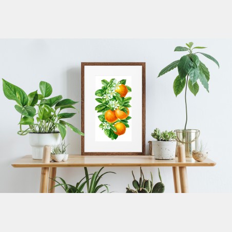 Poster citrus blossoms and ripe oranges • Wallissimo®