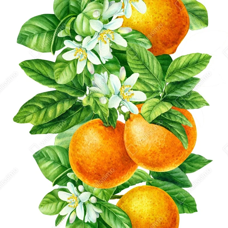 Poster citrus blossoms and ripe oranges • Wallissimo®