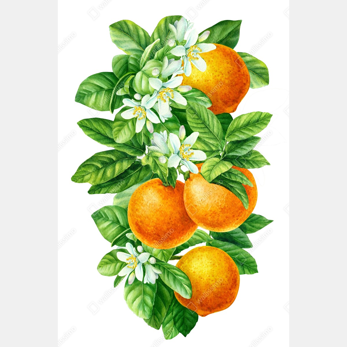 Poster citrus blossoms and ripe oranges • Wallissimo® Poster citrus blossoms and ripe oranges • Wallissimo®
