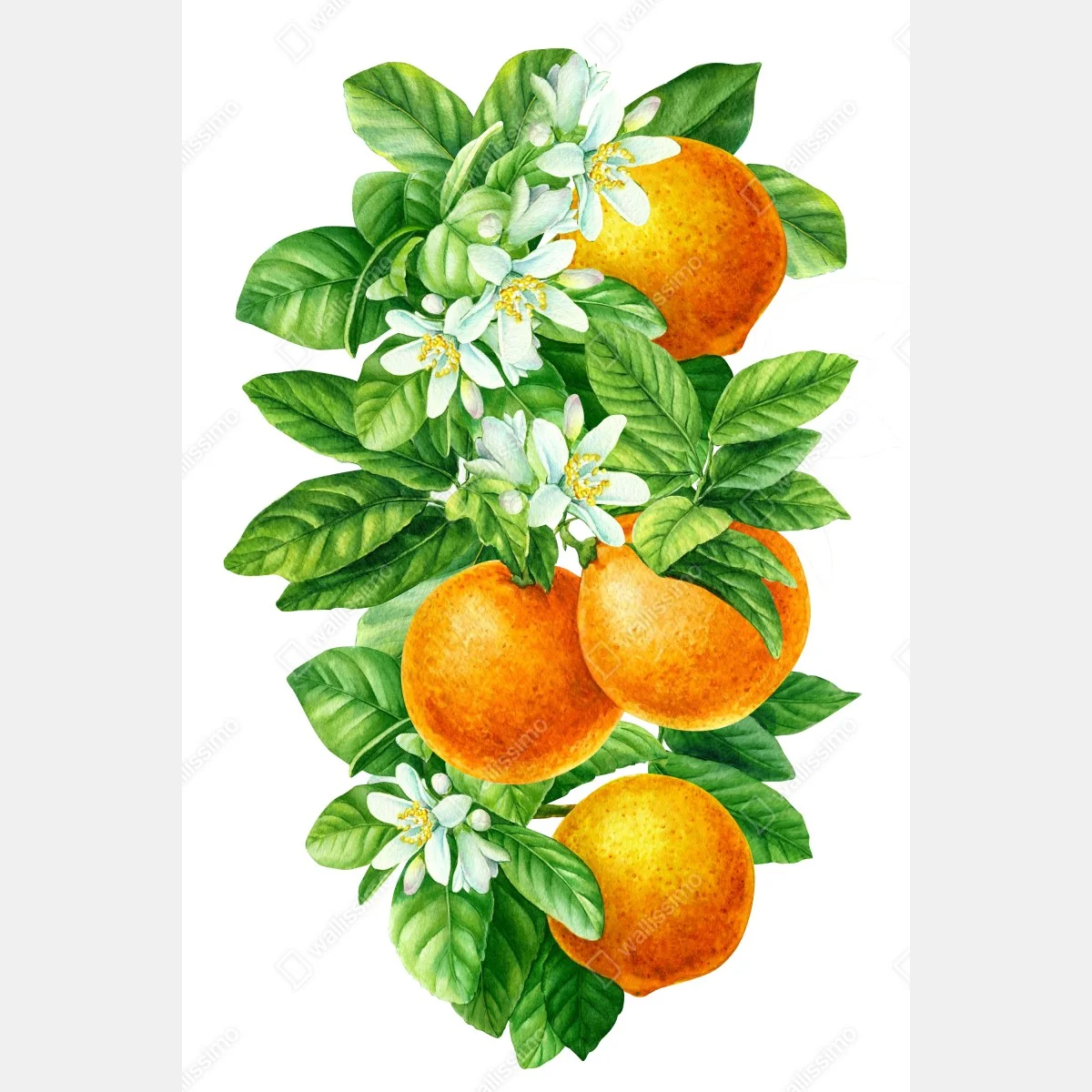 Poster citrus blossoms and ripe oranges • Wallissimo® Poster citrus blossoms and ripe oranges • Wallissimo®
