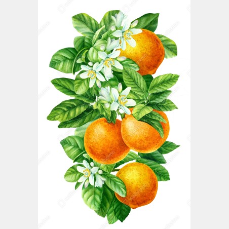 Poster citrus blossoms and ripe oranges • Wallissimo®