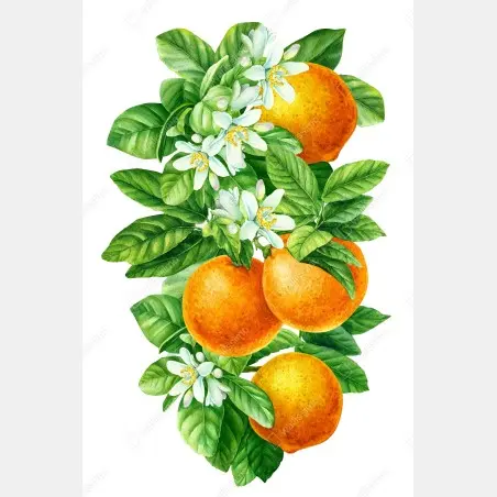 Poster citrus blossoms and ripe oranges • Wallissimo®